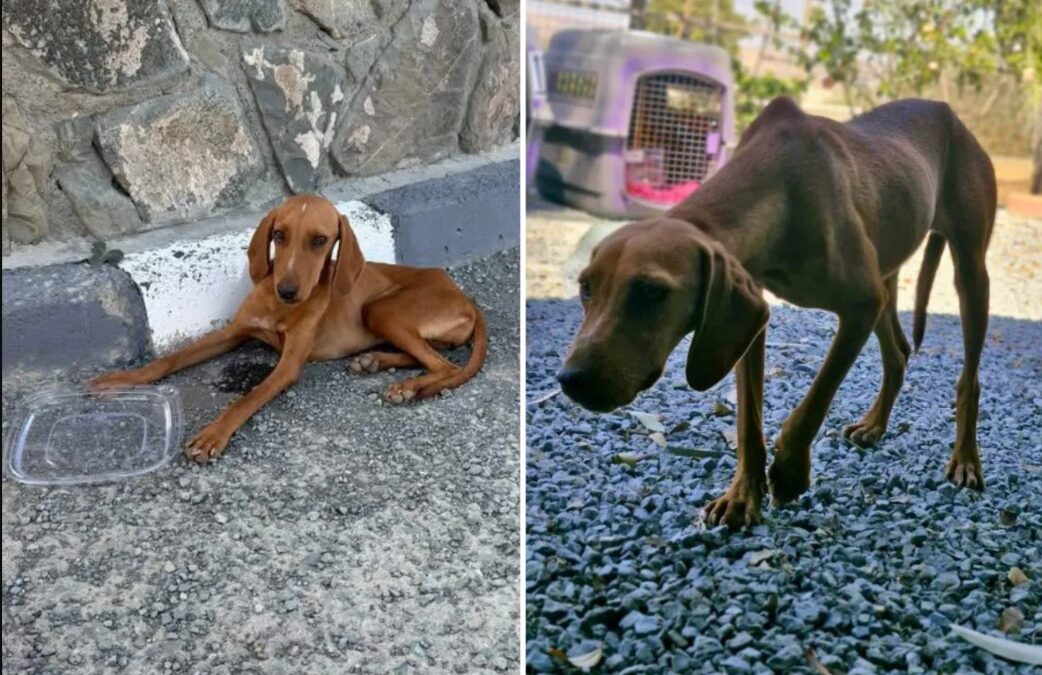 The Roadside Ghost: Annabelle the Dog Was ‘Invisible’ Until She Found the Hands That Saved Her