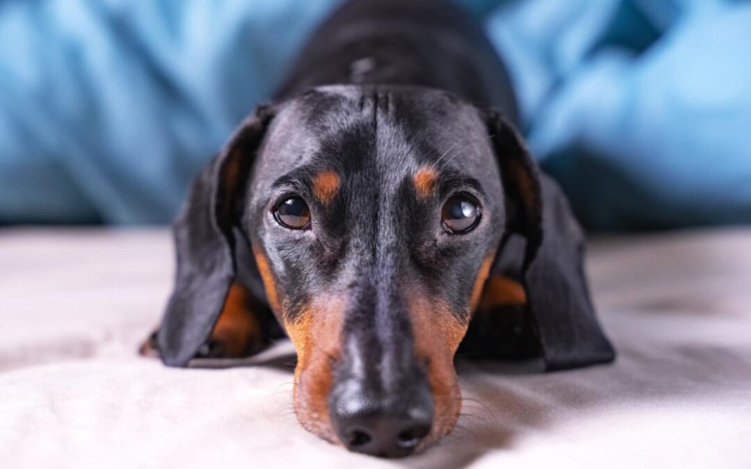 Dachshund Pouts Just Like a Toddler — And Everyone Is Cracking Up