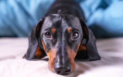 Dachshund Pouts Just Like a Toddler — And Everyone Is Cracking Up