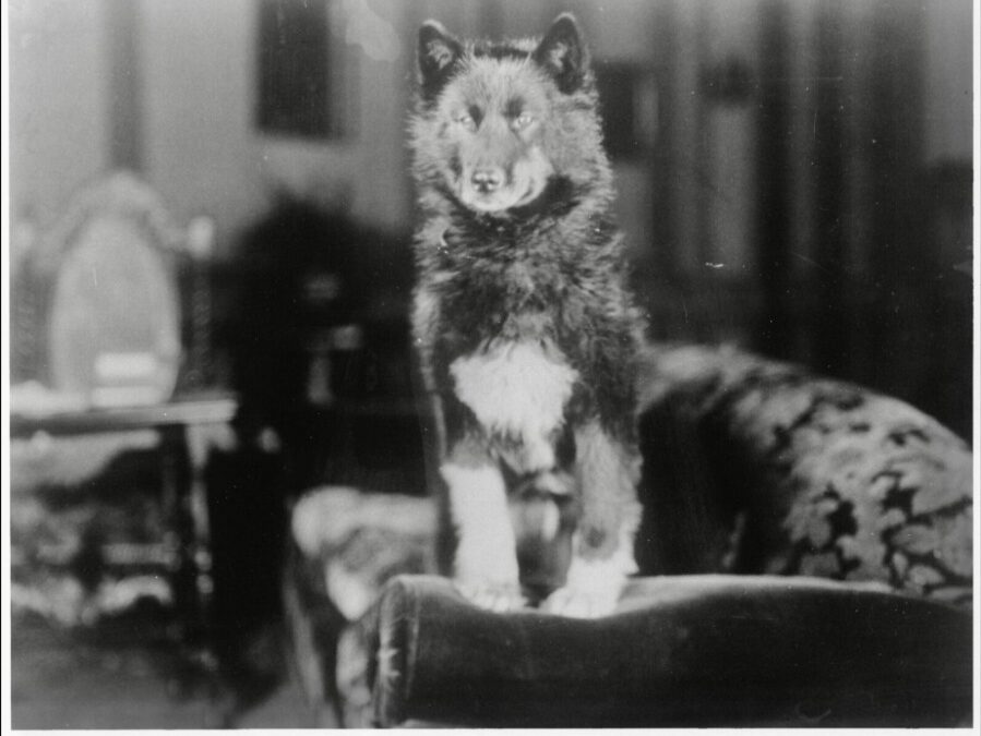 100 Years Later, Balto’s Courage Still Inspires Around the World