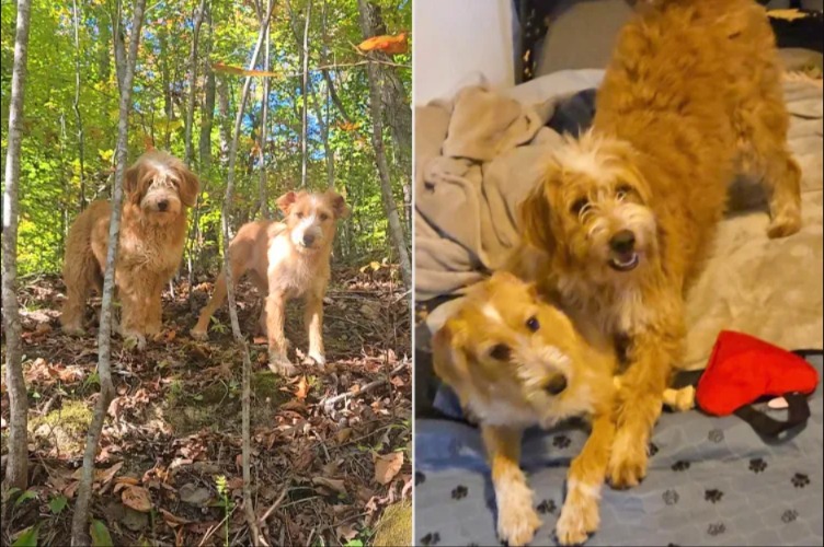 Two Dogs Dumped on a Lonely Road — But One Woman Refused to Look Away