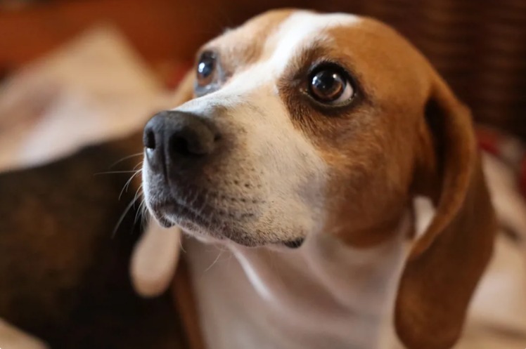 Zero Human History, Infinite Potential: How Tom Collins the Beagle Finally Discovered That He is Safe