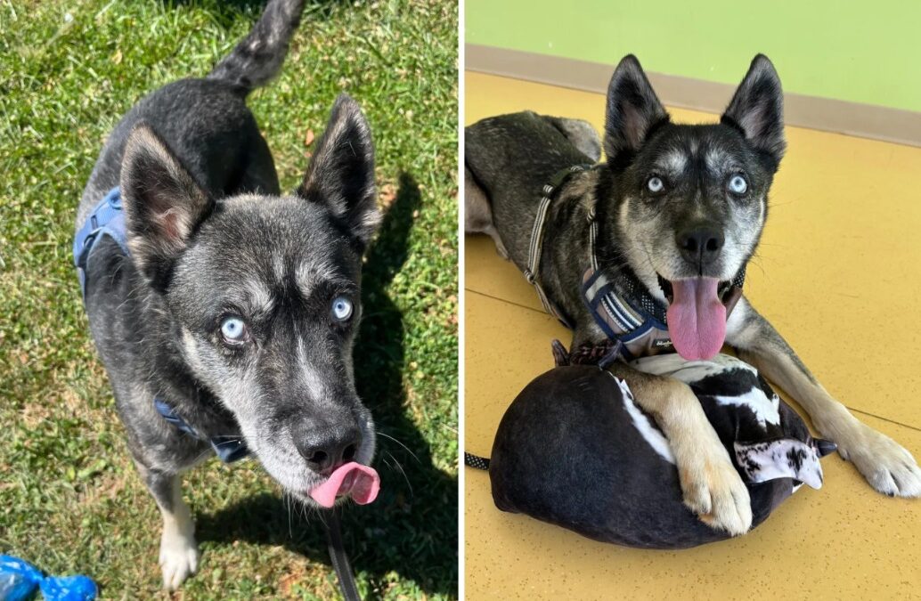 Goodbye, Shelter Bars: Bear the “Clingy” Husky Mix Proves That Your Flaws Are Someone Else’s Perfect Match