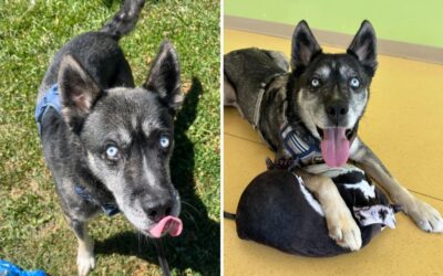 Goodbye, Shelter Bars: Bear the “Clingy” Husky Mix Proves That Your Flaws Are Someone Else’s Perfect Match