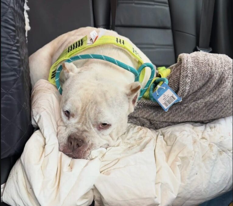 Against the Current: How a Terrified Dog Found the Strength to Trust Her Rescuers in Frigid Waters