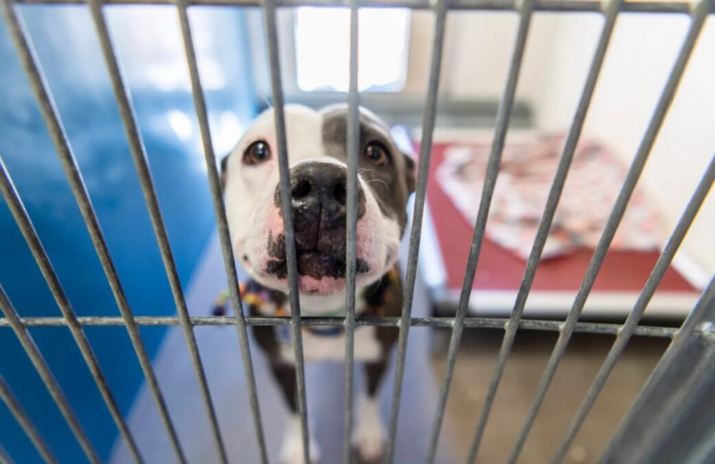 The Power of an Eye Contact: Why Bella Boo’s Tears Sparked a Global Mission to Bring Her Home