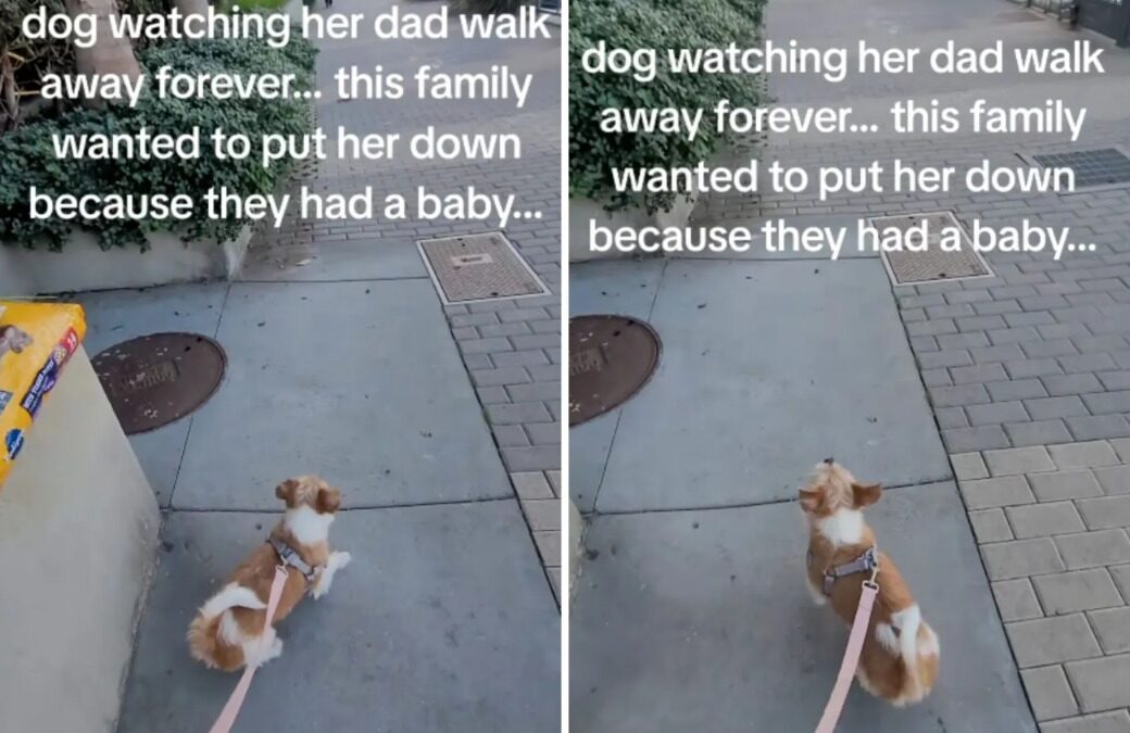 The Power of a Promise: How One Influencer Intervened to Give Bella the Second Chance She Deserved