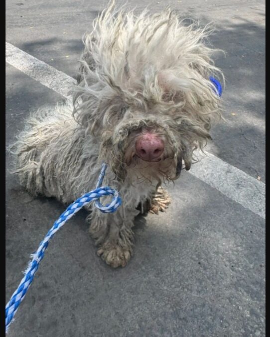 Traffic Halted, Heart Saved: Driver Rescues Matted Pup