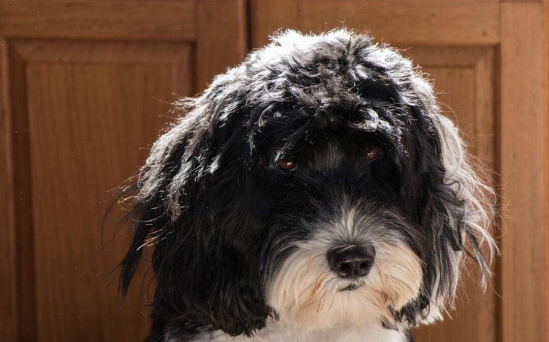 A Star Is Shorn: Watch This Mini Bernedoodle Puppy’s Adorable Reaction to Her Very First Haircut