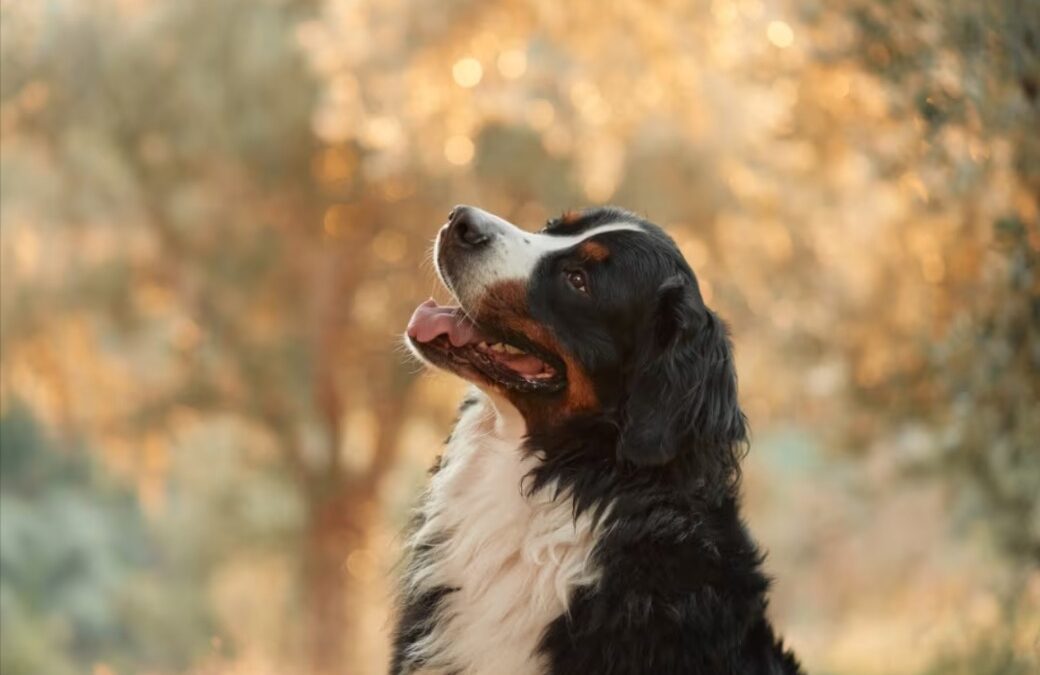Giant Dog, Tiny Bib: This Bernese’s Brunch Date Is Weekend Magic