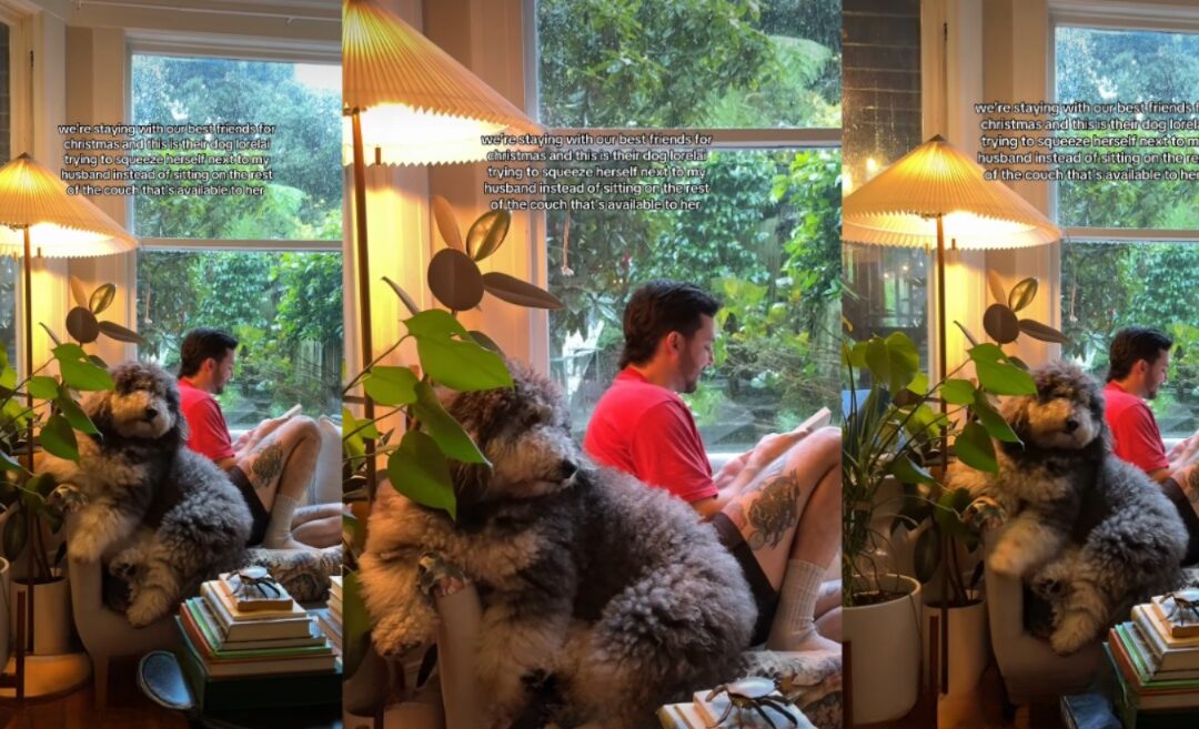 The Art of Almost Comfort: One Dog’s Hilarious Couch Struggle