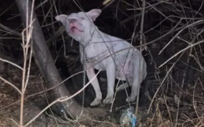 A Miracle in the Woods: The Rescue of an Abandoned Soul