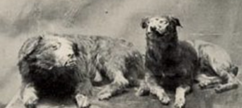 Bummer and Lazarus: The Tale of Two Legendary Street Dogs