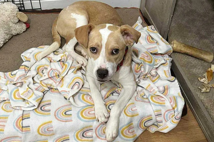 Lost in the Wild, Found at Home — The Real-Life Rescue That Will Restore Your Faith in Dogs