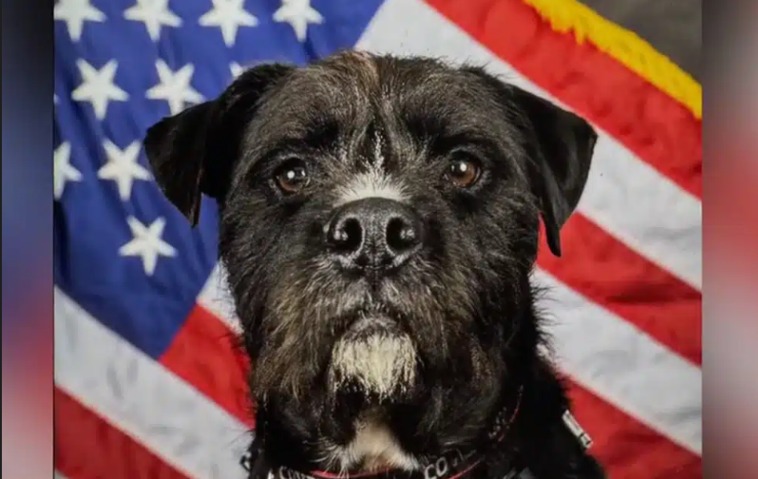 When a Stray Becomes a Lifesaver: The Unforgettable Journey of Hero Dog Sgt. Bo