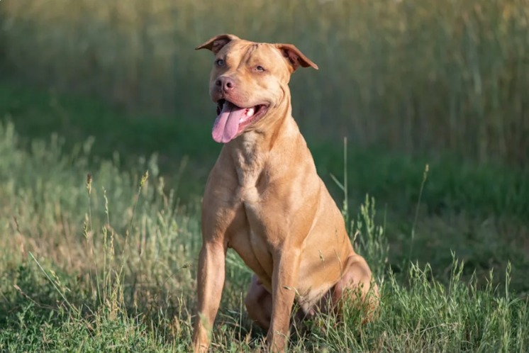 The Moment the Walls Came Down: Watch This Rescued Pittie Discover Joy for the First Time