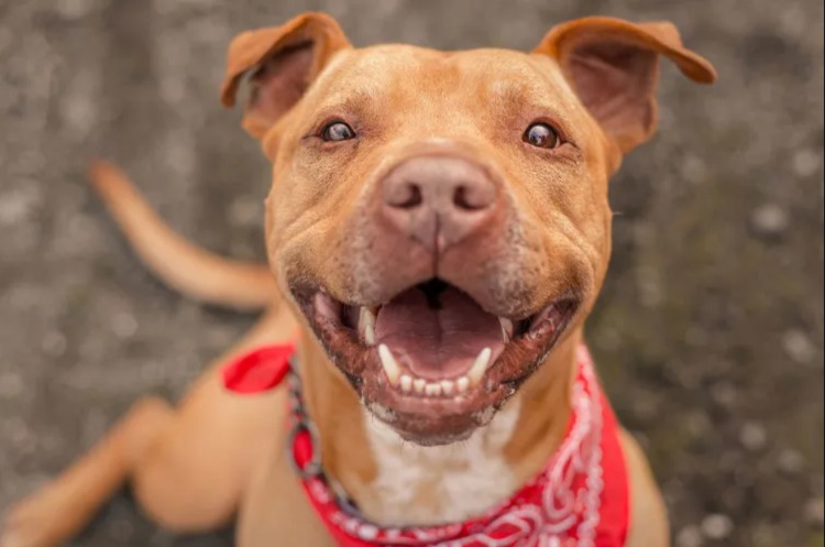 Banned No More: Pit Bulls Welcome Again in Maryland’s Biggest County