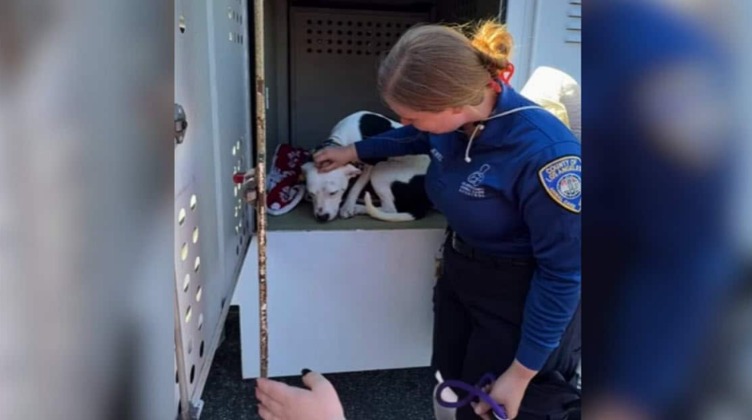 The Pit Bull No One Chose… Until One Post Changed Everything