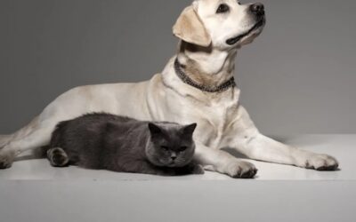 The Feline Physical Therapist: Watch River the Cat Give His Senior Dog Brother the World’s Sweetest Massage