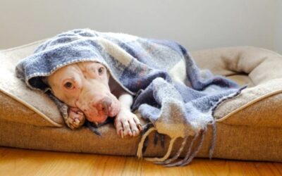 The Unforgettable First Nap: Why This Emaciated Rescue Pit Bull Finally Knows What True Safety Feels Like