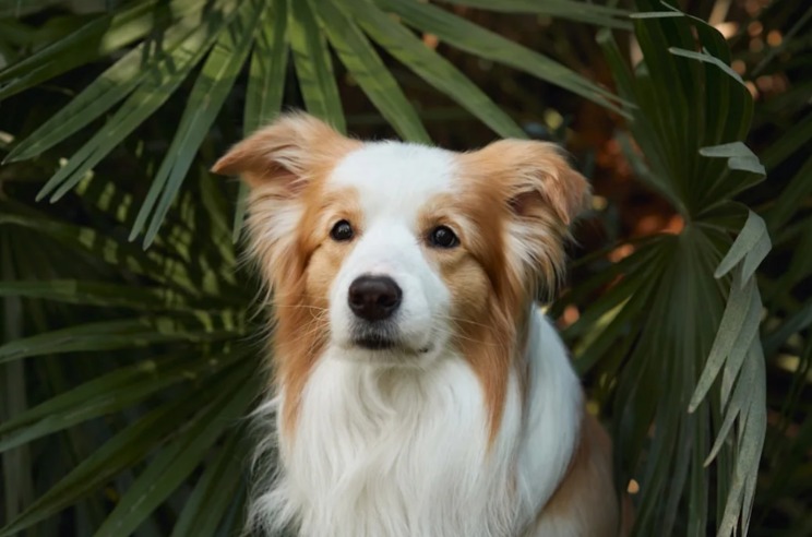 How One Walk Turned a Stranger into a Forever Friend