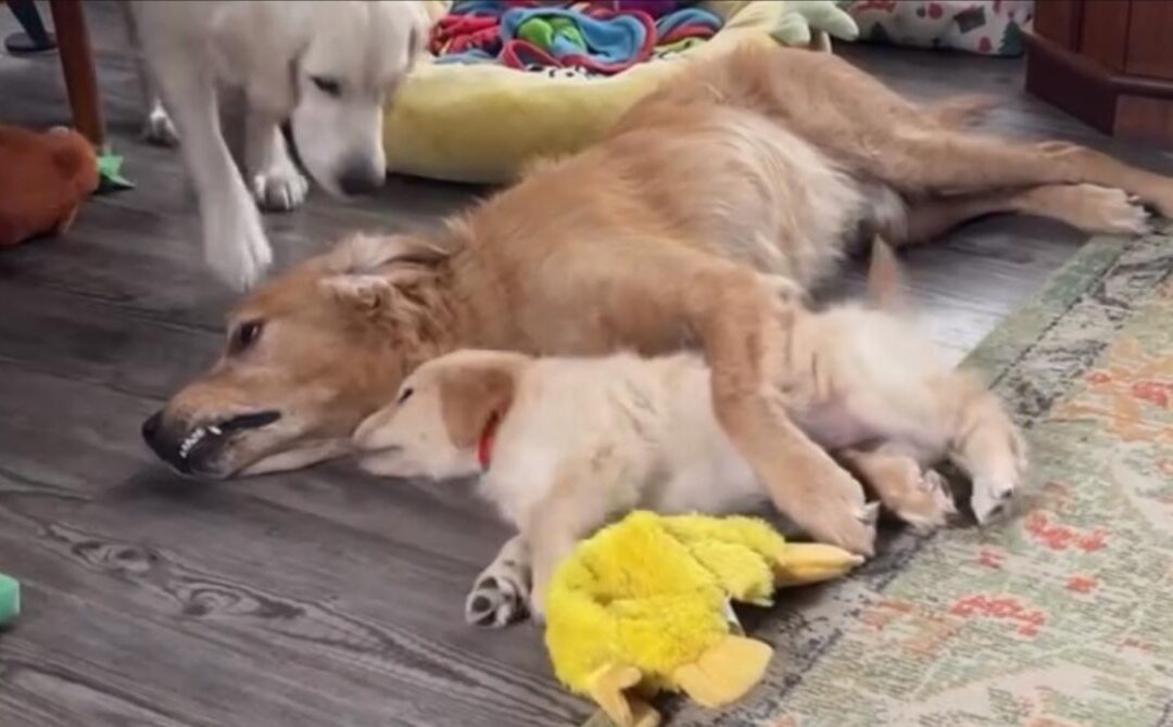 Mission Impossible: Chase’s Quest for Five Minutes of Peace