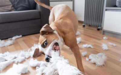 Stop the Chew, Save the Couch — The Real Way to Break Your Dog’s Destructive Habit