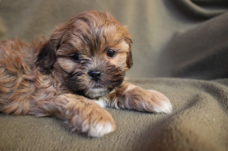 Meet Chewie — The Tiny Shihpoo Who Takes On the Empire… and Wins