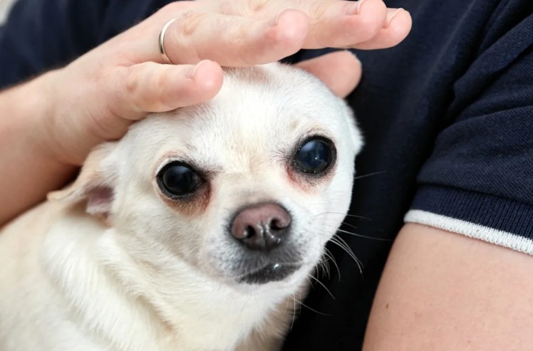 Left Outside in a Crate — Now He’s Living Indoors Like He Deserves