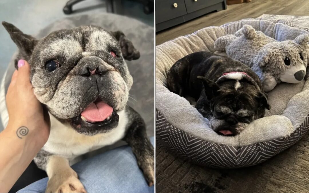 Ignored But Loving: The Senior Pup Who’s Been Overlooked After Tragedy
