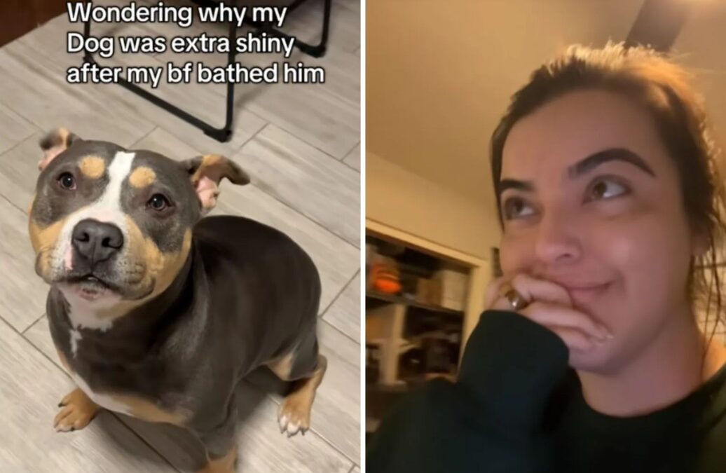 Why This Dog’s Shiny New Coat Has Everyone Laughing (And Cringing) at That Shampoo Blunder