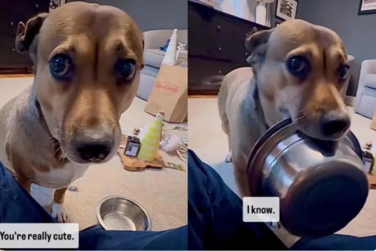 The 5 O’Clock Shadow: How a Rescue Pup’s Dinner-Time “Protest” Stole the Internet’s Heart