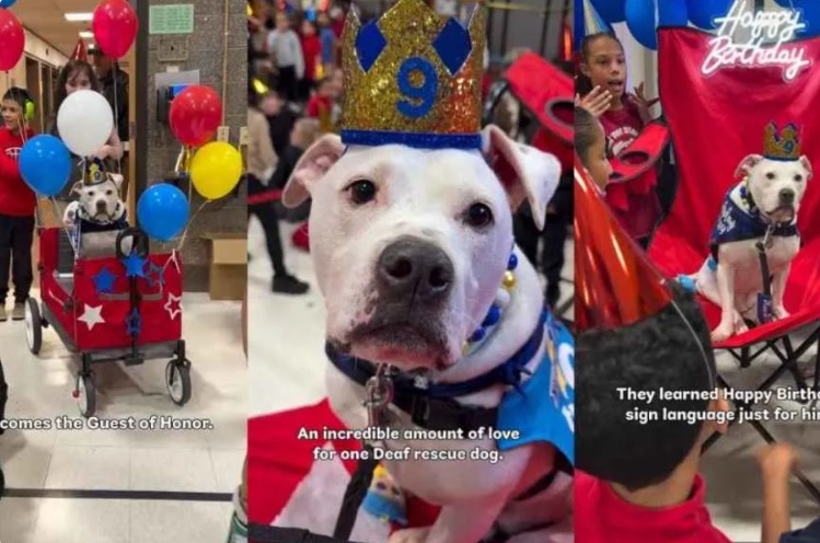 Cole the Pit Bull: The Deaf Rescue Dog Who Taught an Entire School the Power of Inclusivity