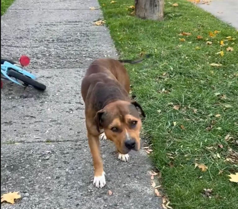 Limp, Nuzzle, Rescue — The Day “Muffin Man” Found a Friend