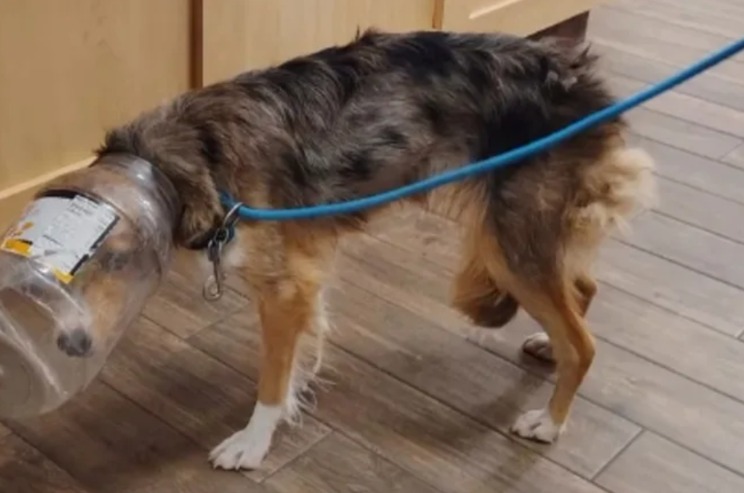 Jar Over Her Head, Heart Full of Hope — Meet Dallas Cheddar