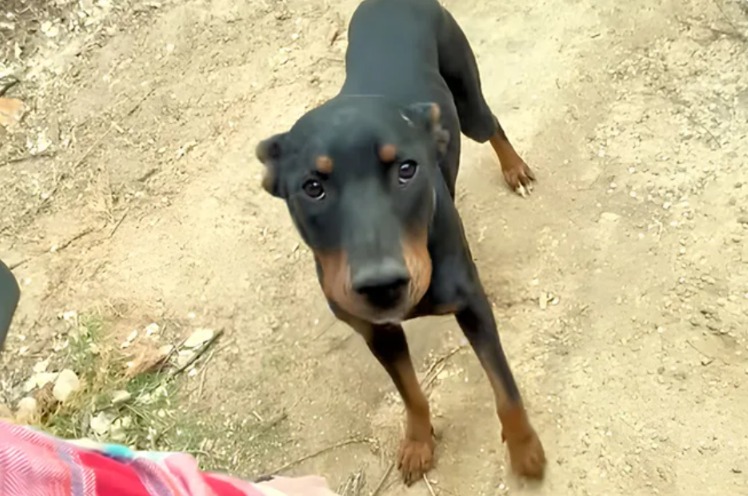 A Mother’s Love in the Shadows: Darcy’s Path to Safety