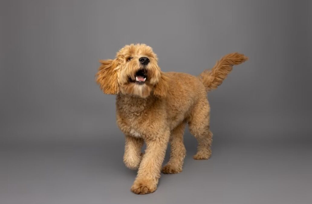 Fluffy, Festive, and Sweet as Sugar: The Goldendoodle in a Gingerbread Dress Everyone Loves