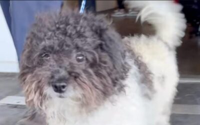 A Gentle Soul in the Storm: The Heartbreaking Note That Saved Doyle the Dog from the Shelter System