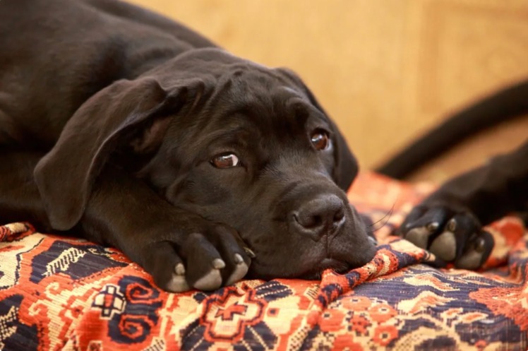 Guard Dog, Guardian Angel: The Sweet Interaction Between a Huge Dog and a Baby That Became a Lesson in Dog Body Language