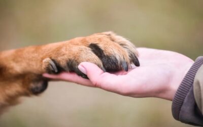 “Are You… Little Dude?”: The Moment a Dog’s Heart Proved His Memory Is Stronger Than Adoption