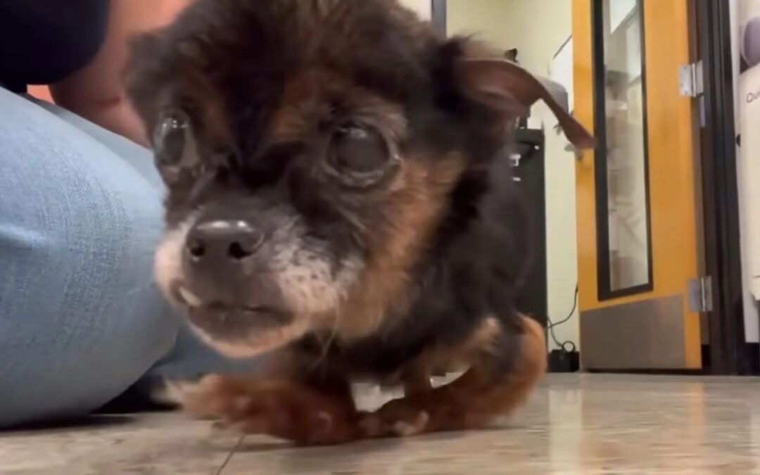 Beyond the Cloudy Eyes: Why This Abandoned Senior Dog Is the Heartbeat of Good Karma Pet Rescue