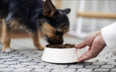 What Every Dog Parent Should Really Know About Balanced Dog Food