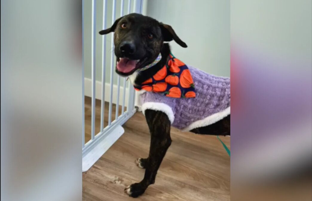 After 540 Days in a Shelter, This Dog’s Thanksgiving Miracle Will Melt Your Heart