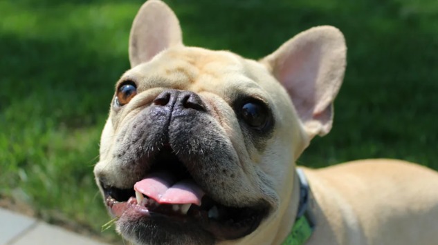 Toys, Tail Wags & Tenderness: How One Pup’s Evening Routine Is Melting the Internet