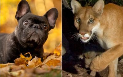 The Ditch “Monster” With Pointed Ears: How a Call for a Big Cat Saved a Small, Shivering Life