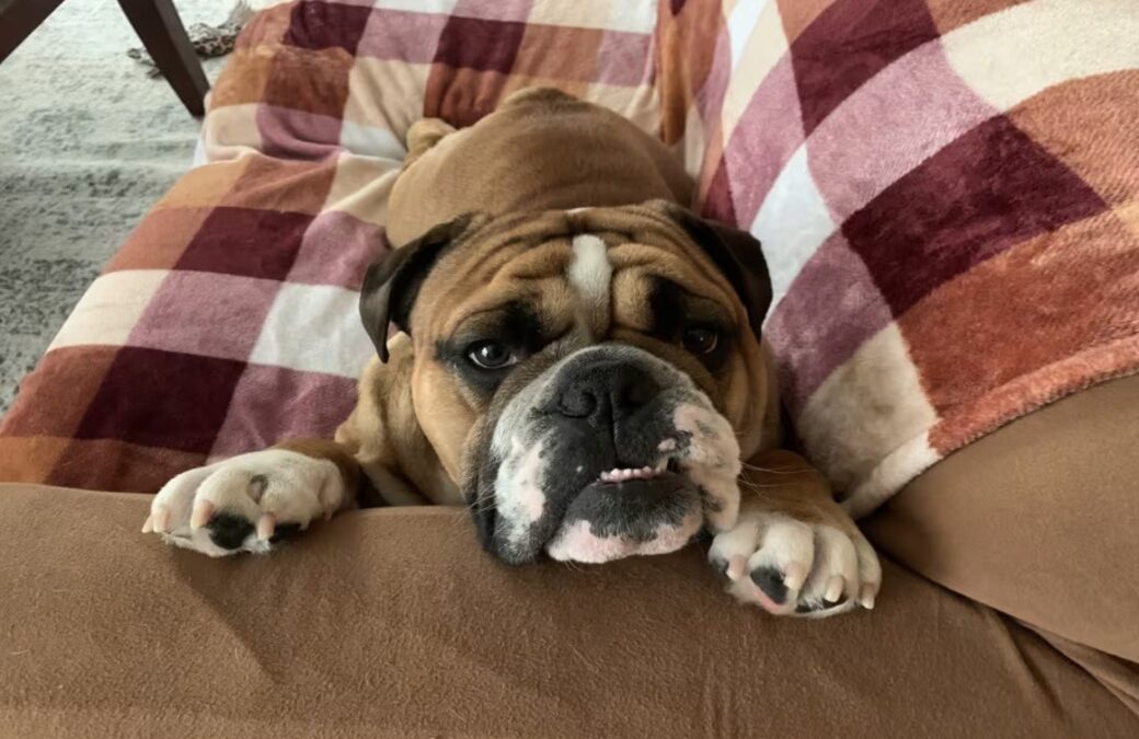 When “Jump Up Yourself” Is Not an Option — Meet Gary the Spoiled Bulldog