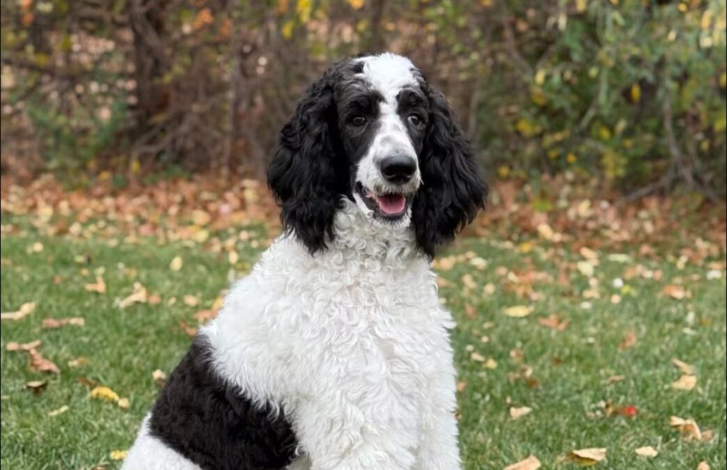 The Mystery of the Growing String: Poodles vs. the Tape Measure