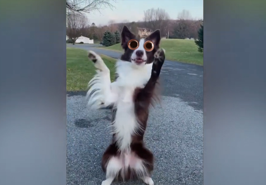 Dogs Who Forgot How to Dog 😂🐾