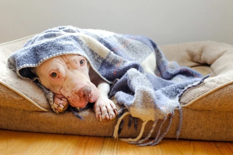 When “Guard Dog” Means “Cuddle Expert”: Pit Bull Loki’s Hilarious Fail