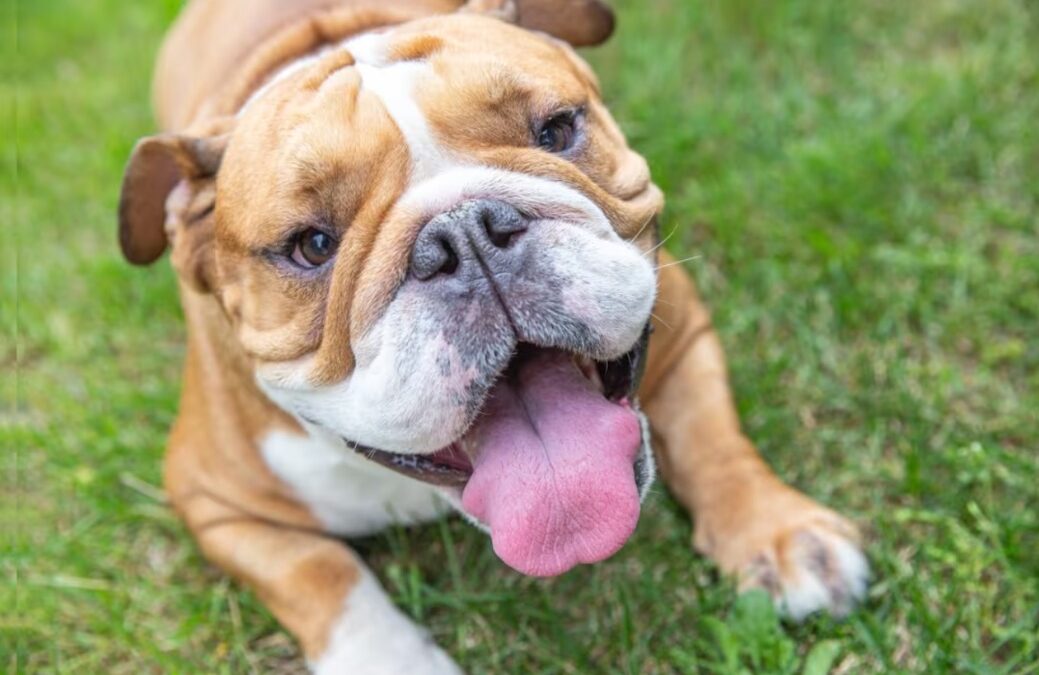 From Neglect to “Goofy King”: How Love Transformed a Broken Bulldog Into a Wiggling Ball of Happiness